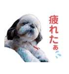 シーズー犬ぴゅりちゃん（個別スタンプ：32）