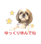 シーズー犬ぴゅりちゃん（個別スタンプ：33）