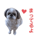 シーズー犬ぴゅりちゃん（個別スタンプ：34）