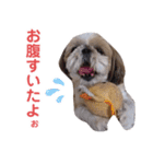 シーズー犬ぴゅりちゃん（個別スタンプ：35）