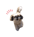 シーズー犬ぴゅりちゃん（個別スタンプ：36）