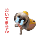 シーズー犬ぴゅりちゃん（個別スタンプ：37）