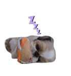 シーズー犬ぴゅりちゃん（個別スタンプ：38）