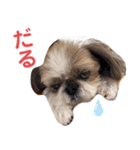 シーズー犬ぴゅりちゃん（個別スタンプ：39）