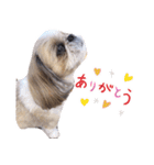 シーズー犬ぴゅりちゃん（個別スタンプ：40）