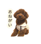はなちゃんの気持ち！！（個別スタンプ：5）