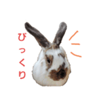 耳垂れちゃん（個別スタンプ：1）