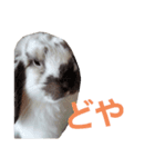 耳垂れちゃん（個別スタンプ：9）