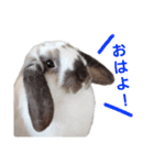 耳垂れちゃん（個別スタンプ：10）