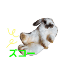 耳垂れちゃん（個別スタンプ：11）