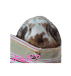 耳垂れちゃん（個別スタンプ：13）