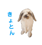 耳垂れちゃん（個別スタンプ：15）