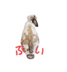 耳垂れちゃん（個別スタンプ：16）