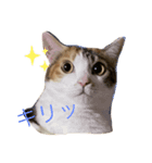 三毛猫チャック（個別スタンプ：1）