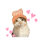 三毛猫チャック（個別スタンプ：2）