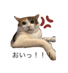 三毛猫チャック（個別スタンプ：4）