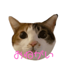 三毛猫チャック（個別スタンプ：5）