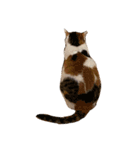 三毛猫チャック（個別スタンプ：7）
