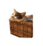 三毛猫チャック（個別スタンプ：8）