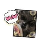 かなちゃんのポメチーゼロくん（個別スタンプ：5）