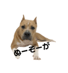 犬と猫 シンプル（個別スタンプ：1）