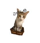 犬と猫 シンプル（個別スタンプ：3）