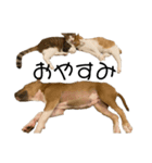 犬と猫 シンプル（個別スタンプ：5）