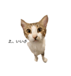 犬と猫 シンプル（個別スタンプ：6）
