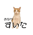 犬と猫 シンプル（個別スタンプ：7）