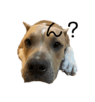 犬と猫 シンプル（個別スタンプ：8）