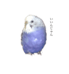 セキセイインコはるの日常①（個別スタンプ：2）