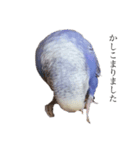 セキセイインコはるの日常①（個別スタンプ：3）