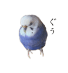 セキセイインコはるの日常①（個別スタンプ：4）