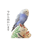 セキセイインコはるの日常①（個別スタンプ：5）