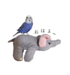 セキセイインコはるの日常①（個別スタンプ：6）