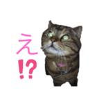 しっぽなスタンプ（個別スタンプ：5）