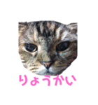 しっぽなスタンプ（個別スタンプ：6）
