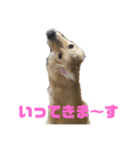 ゴールデンレトリバーロコ2（個別スタンプ：6）