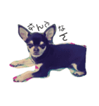 可愛い毎日使える犬（個別スタンプ：1）