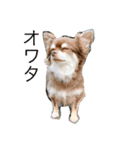可愛い毎日使える犬（個別スタンプ：2）
