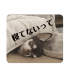 可愛い毎日使える犬（個別スタンプ：3）