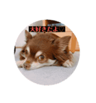 可愛い毎日使える犬（個別スタンプ：4）