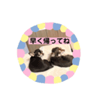 可愛い毎日使える犬（個別スタンプ：5）