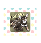 可愛い毎日使える犬（個別スタンプ：6）