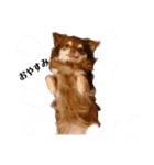 可愛い毎日使える犬（個別スタンプ：8）