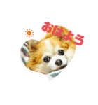 チワワのchapi _part1（個別スタンプ：4）