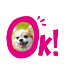 チワワのchapi _part1（個別スタンプ：6）