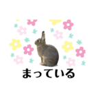 I love PET 2（個別スタンプ：5）