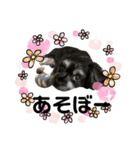 I love PET 2（個別スタンプ：6）