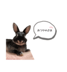 ウサギの小次郎くん（個別スタンプ：4）